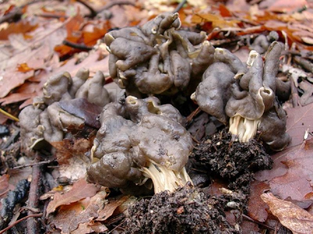 526 Dicembre vecchio ritrovamento